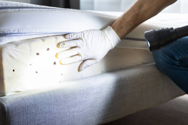 Best Insect Control  in Saybrook Manor, CT