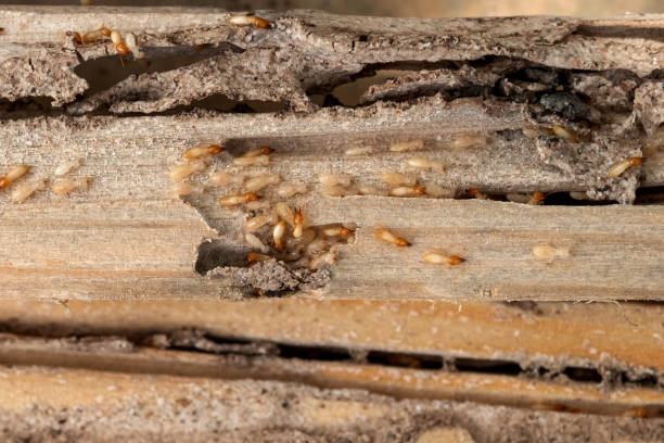 Best Flea Control Services  in Saybrook Manor, CT